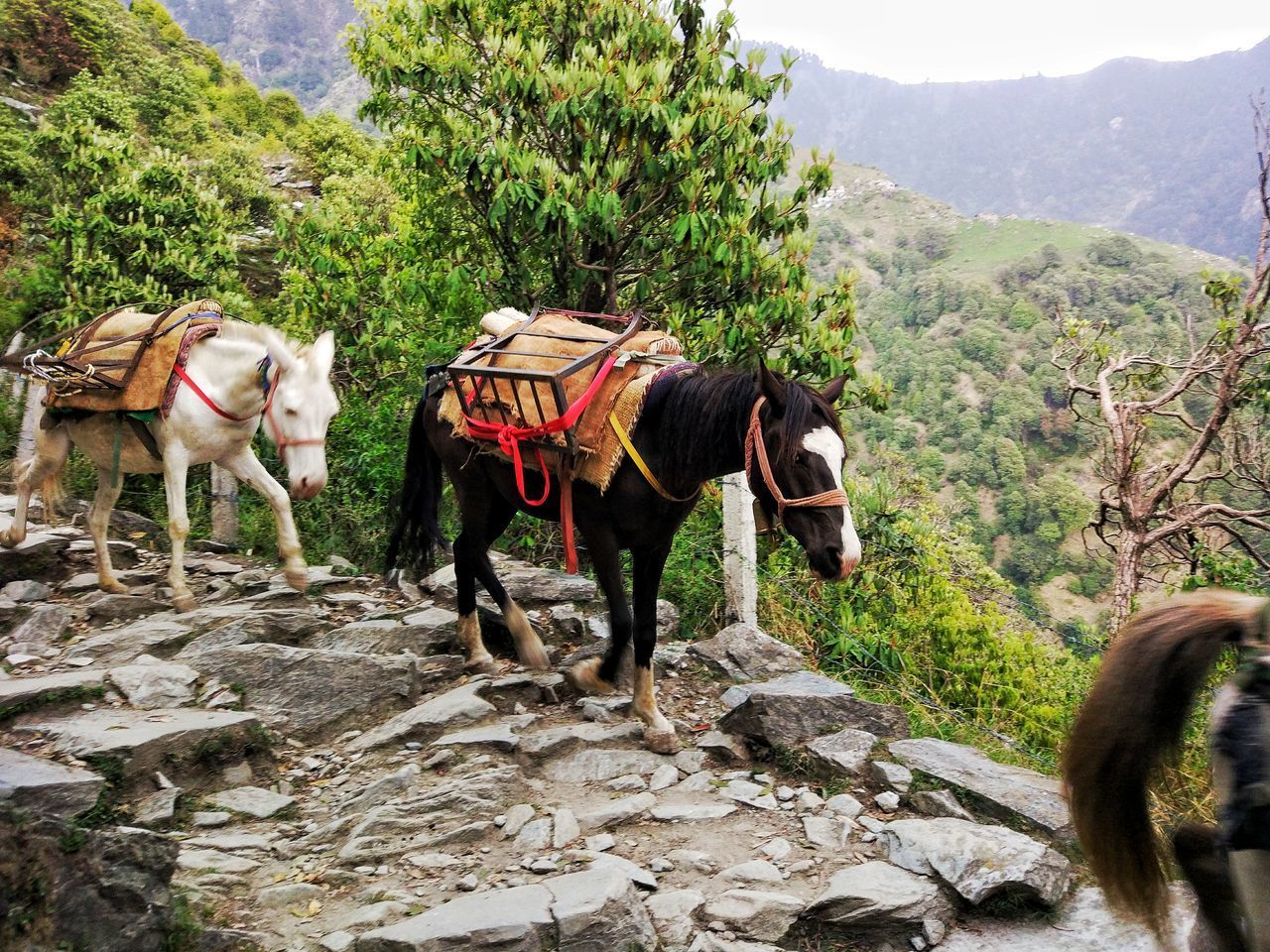 VIEW OF HORSES ON LAND