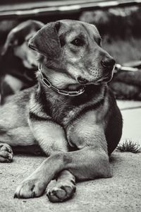 Close-up of dog looking away