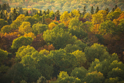 High angle view of yellow plants in forest