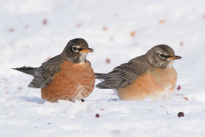 Close-up of two birds in snow