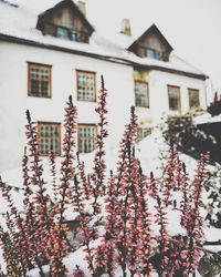 Close-up of flowering plant against building