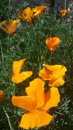 Close-up of yellow flowers