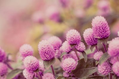 Close-up of pink flowers