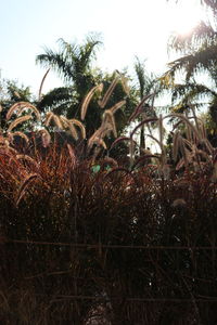 Close-up of plants growing on field against sky