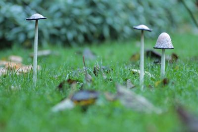 Close-up of mushroom growing on field