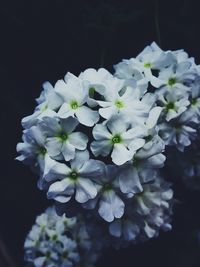 Close-up of white hydrangea flowers