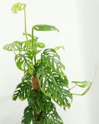 Close-up of fresh green leaves against white background