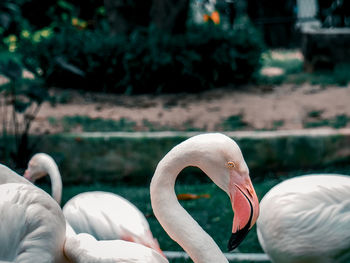 Close-up of flamingo in the zoo 2