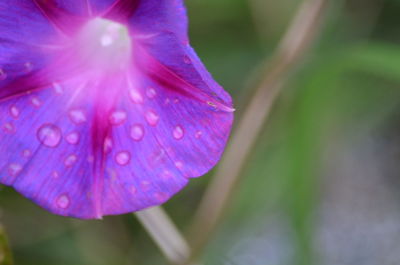 Close-up of purple flowers blooming outdoors