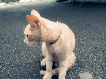 High angle view of a cat looking away on road