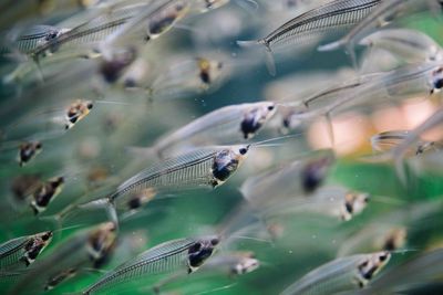 Close-up of a school of swimming transparent fish