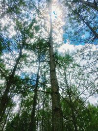 Low angle view of bamboo trees in forest