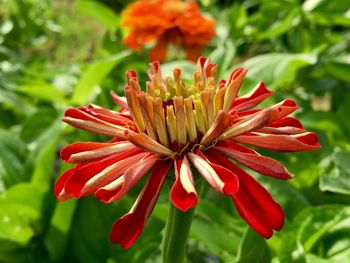 Close-up of red flower