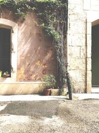 Plants growing outside building