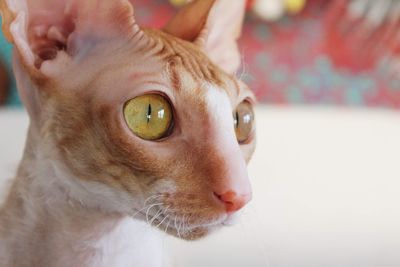 Close-up portrait of a cornish rex cat