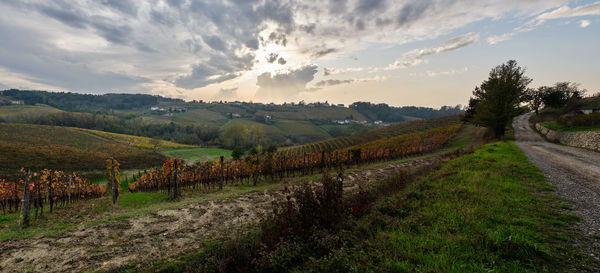 Scenic view of vineyard against sky