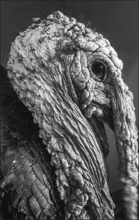 Close-up of turkey