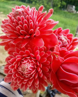 Close-up of red dahlia