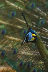 Close-up of peacock