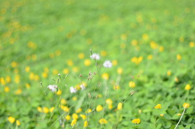 Close-up of yellow flowering plant on field