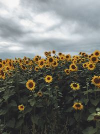 Close-up of sunflowers blooming on field against cloudy sky