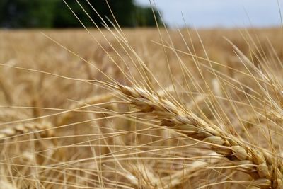 Close-up of wheat field