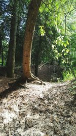 Trees in forest