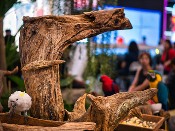 Parrots perching on tree in event