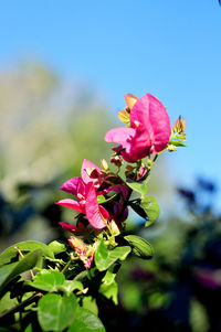 Close-up of pink flowering plant