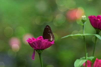 Close-up of butterfly on pink flower blooming outdoors