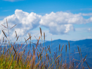 Plants growing on land against sky