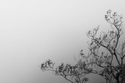 Low angle view of bare tree against clear sky