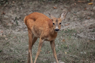 Deer standing on field