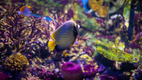 Fish swimming in sea