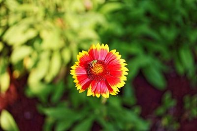 Close-up of red flowers