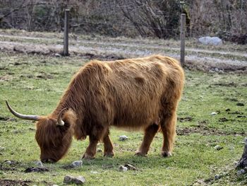 Cow standing on field