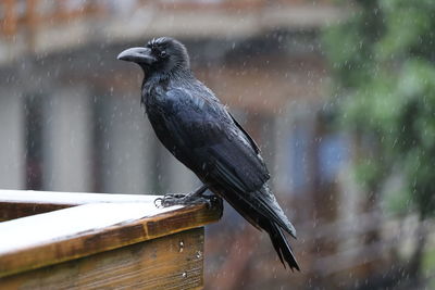 Bird perching on a wood