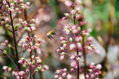 Close-up of honey bee on flower