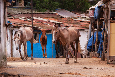 Horses walking on road amidst houses in village