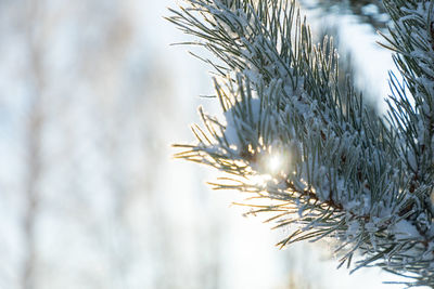 Close-up of pine tree during winter