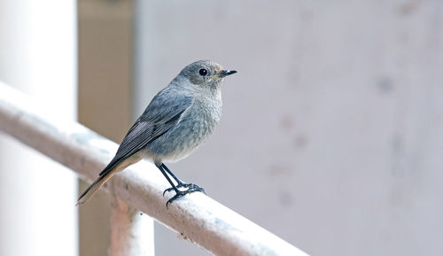 Close-up of bird perching on wall