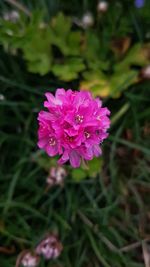 Close-up of purple flower blooming outdoors