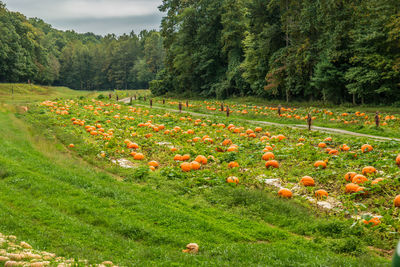 Scenic view of flowering plants on field