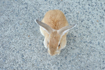 High angle view of cat lying on land