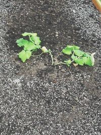 Plants growing on a tree