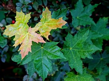 High angle view of maple leaves on plant