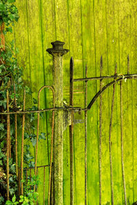 Close-up of barbed wire fence in forest