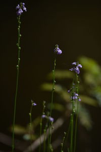 Close-up of purple flowering plant