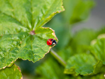 Close-up of ladybug on leaf