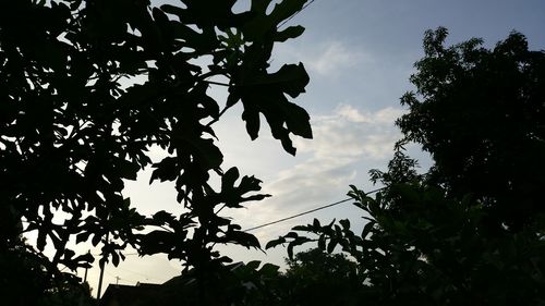 Low angle view of silhouette tree against sky